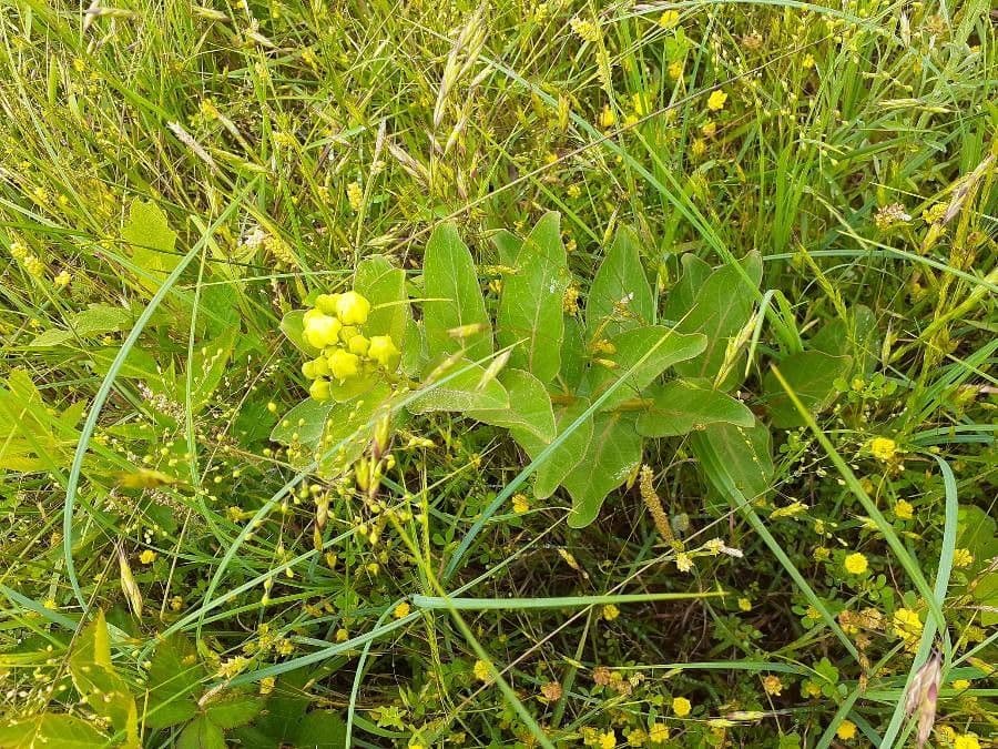 Asclepias viridis 13