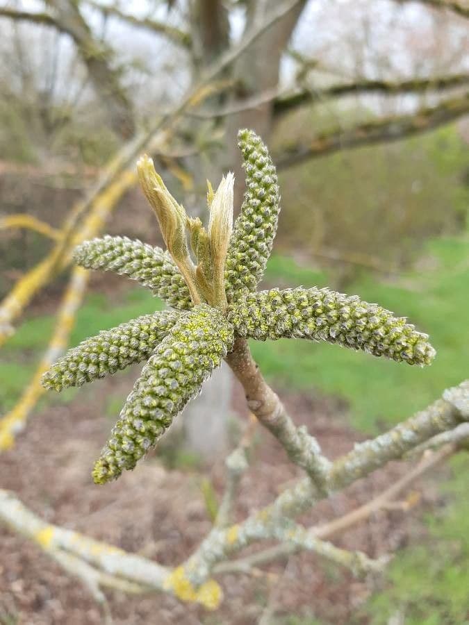 Pterocarya rhoifolia 8