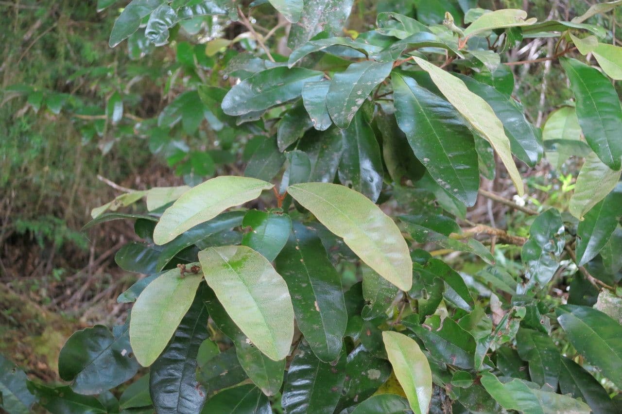 Aextoxicon punctatum 24