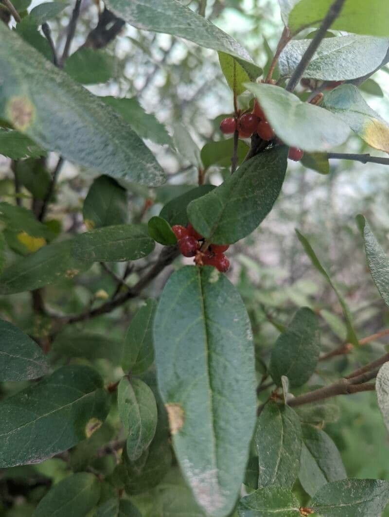 Shepherdia canadensis 4