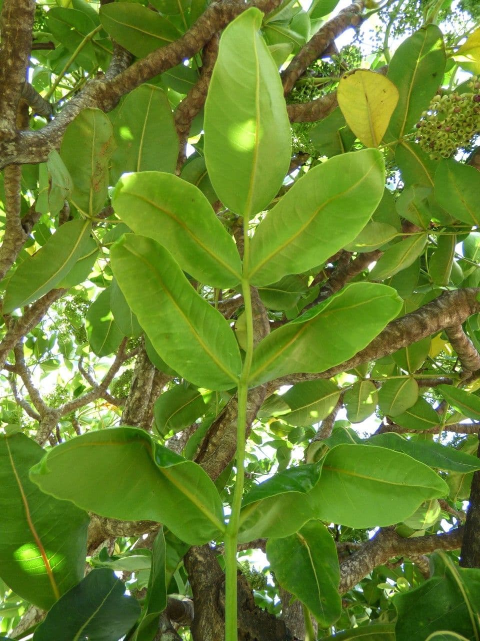 Polyscias 17