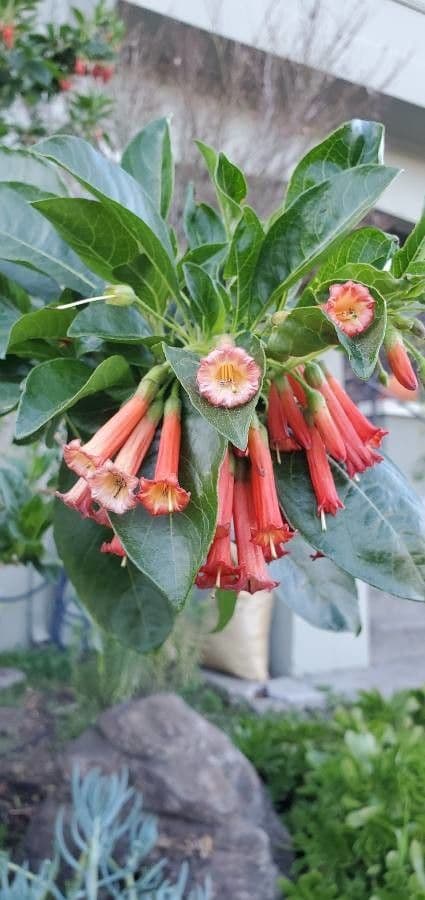 Iochroma