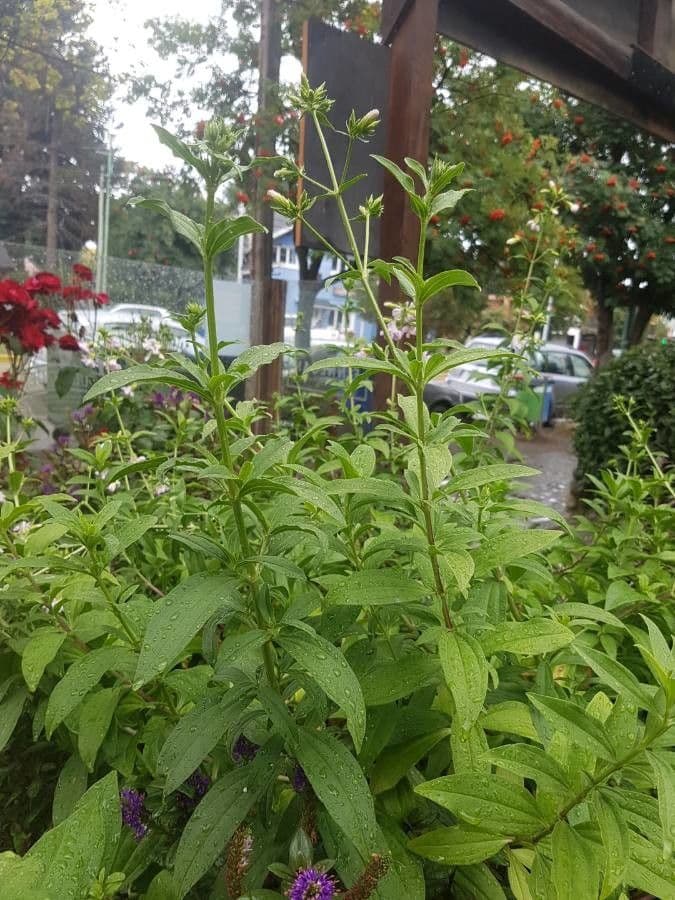 Saponaria comune 26