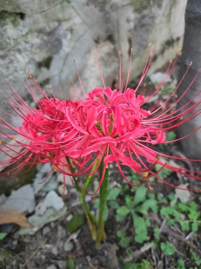 Giglio ragno rosso 11