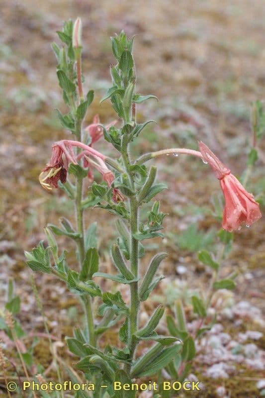 Enagra 18