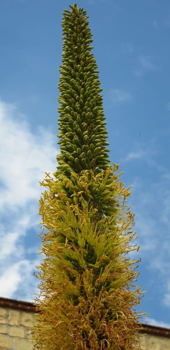 Utah-Agave 9
