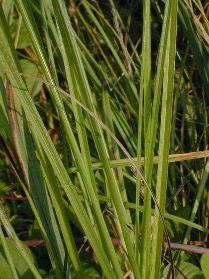Carex vulpinoidea 19