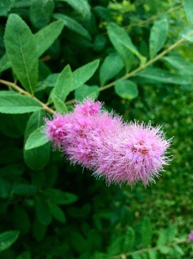 Spiraea di Douglas 8