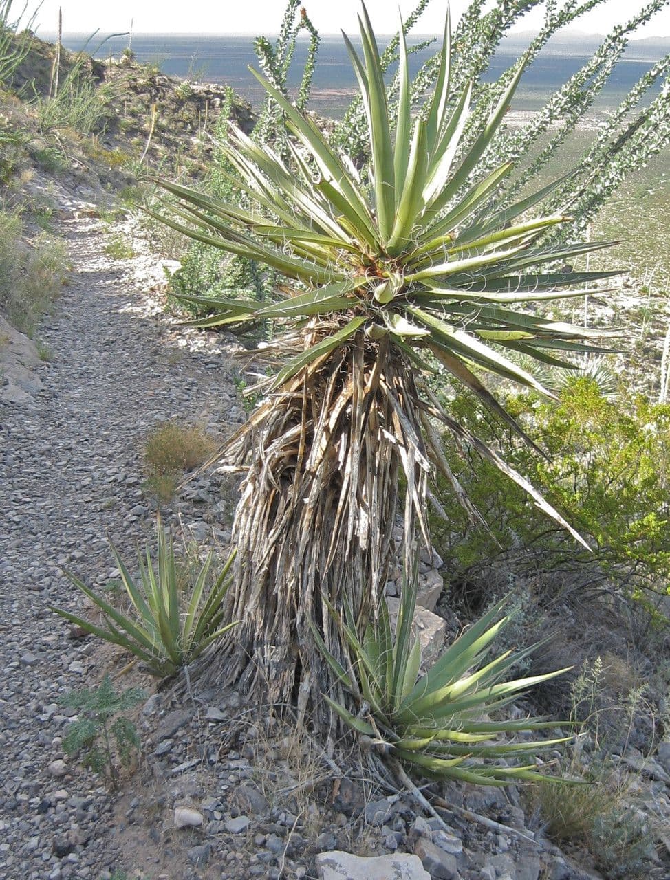 Yucca bacata 13