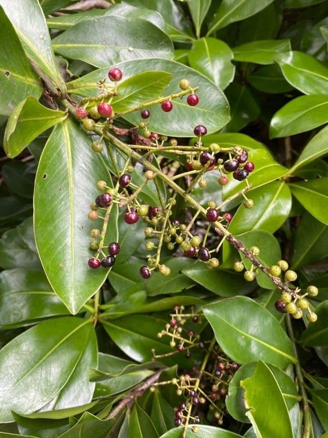 Ardisia révolutée 2