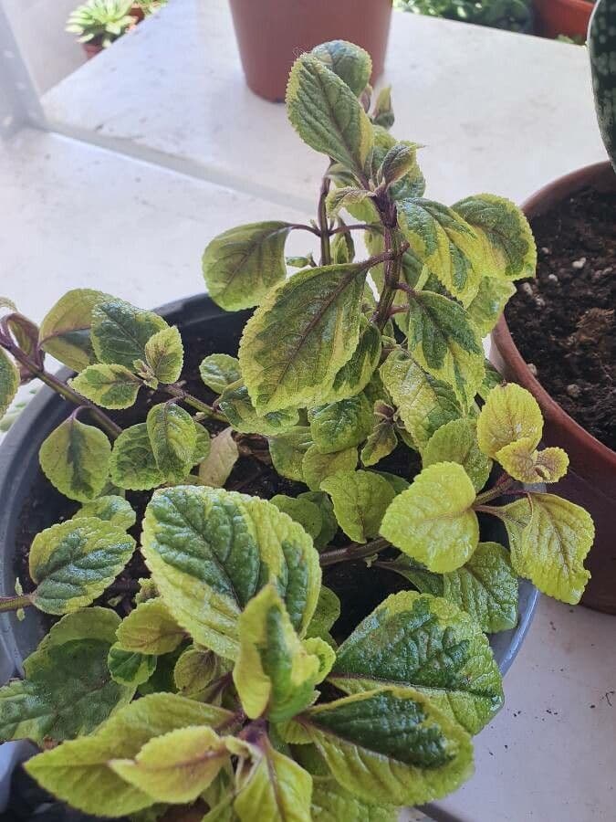 Plectranthus 12