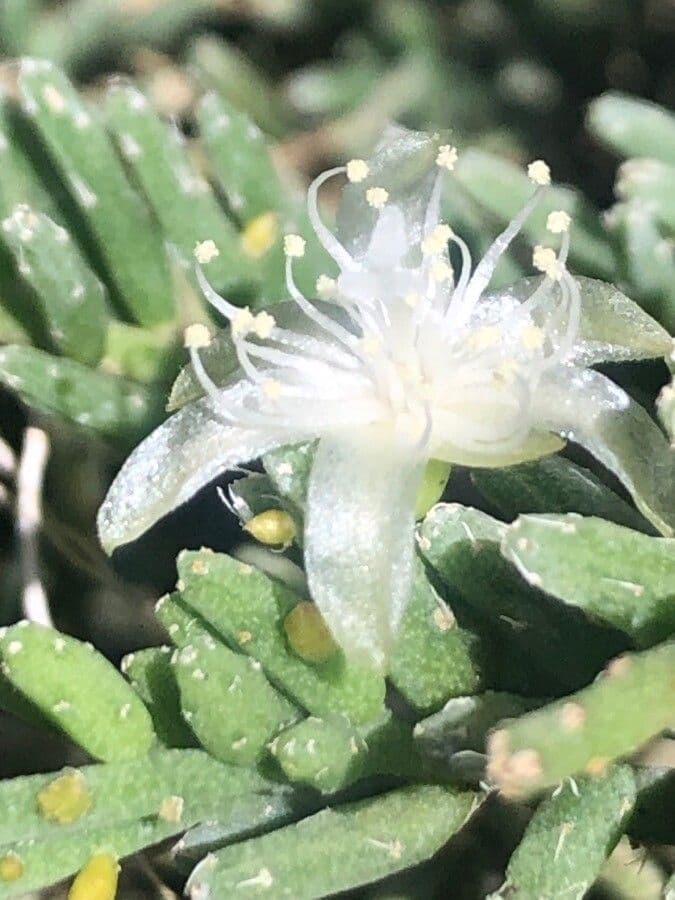 Rhipsalis 4