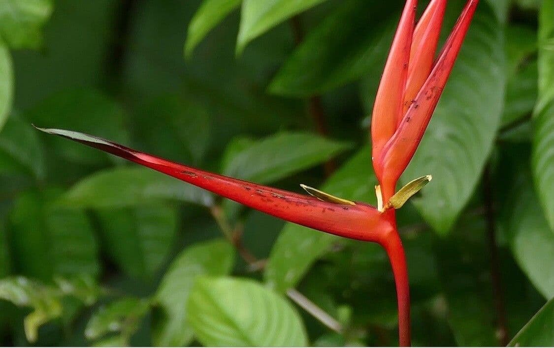 Heliconia 8