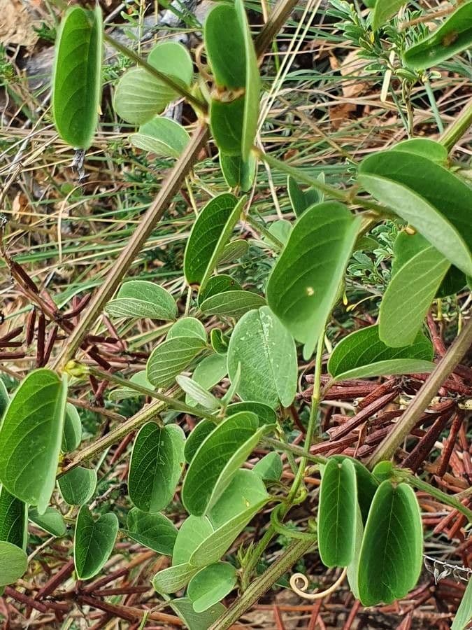 Helinus integrifolius 17