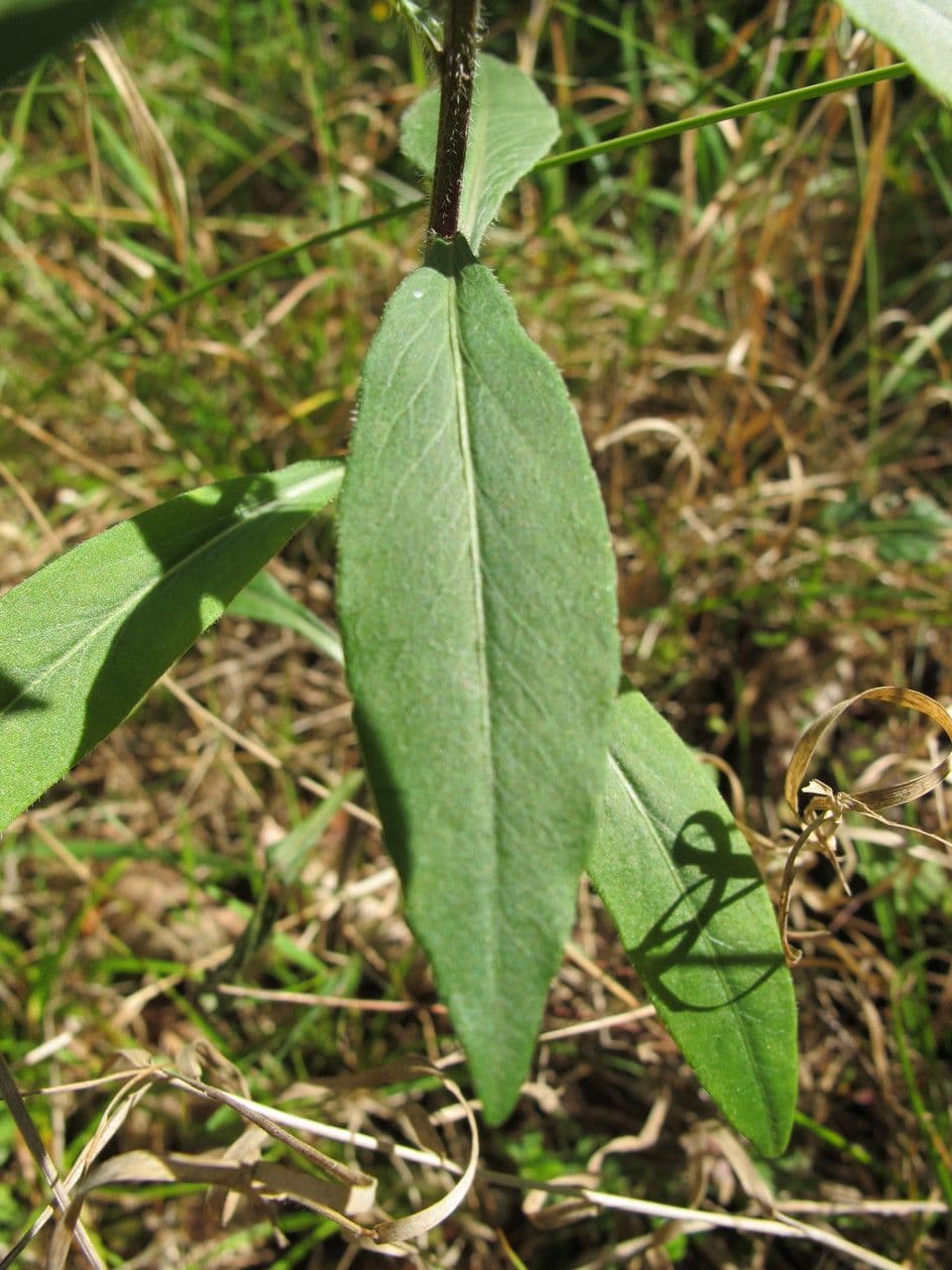 Baumgartens Glockenblume 10