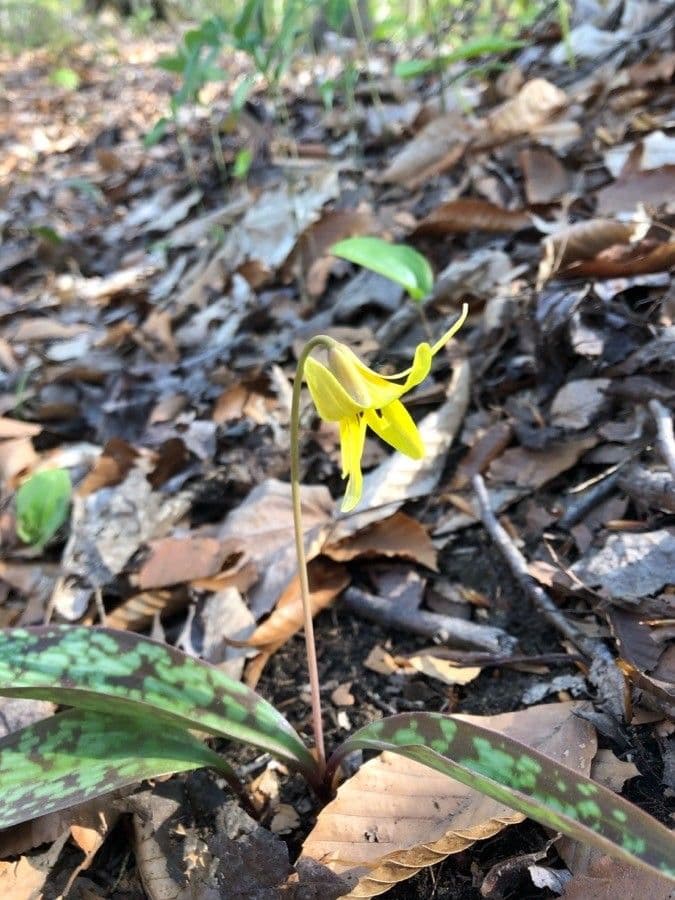 Érythrone d'Amérique 7