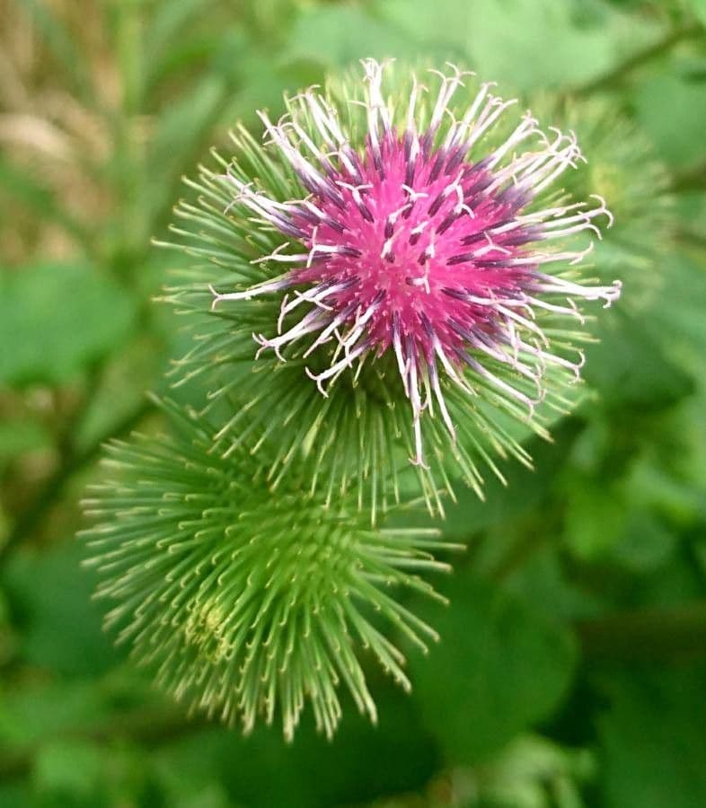 Bardana minore 19