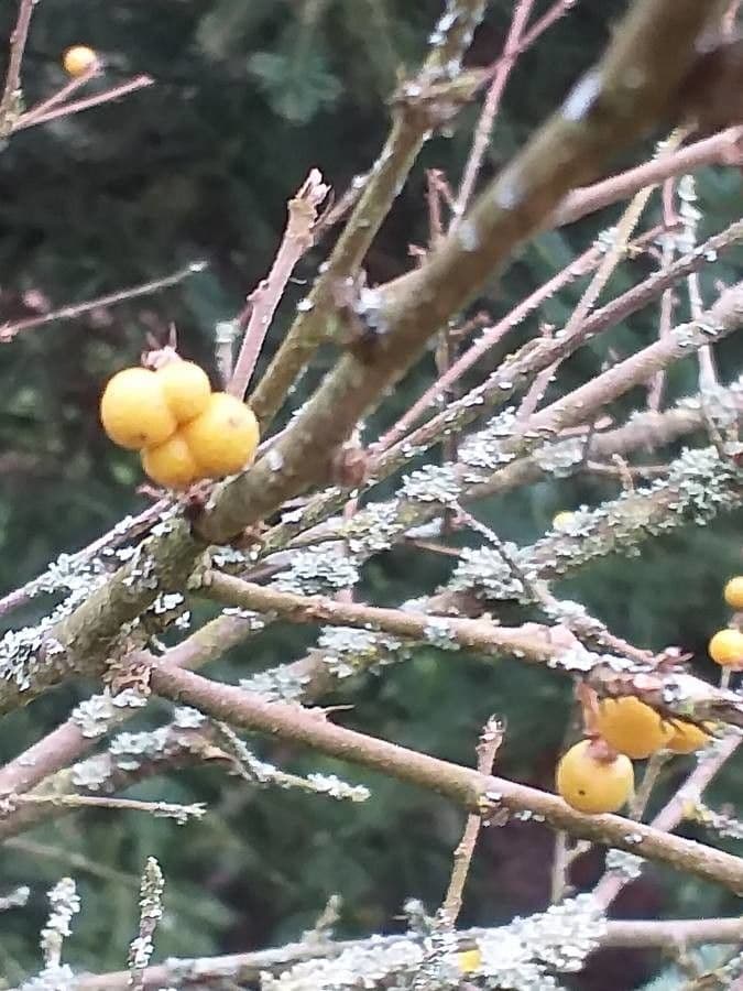 Grewia