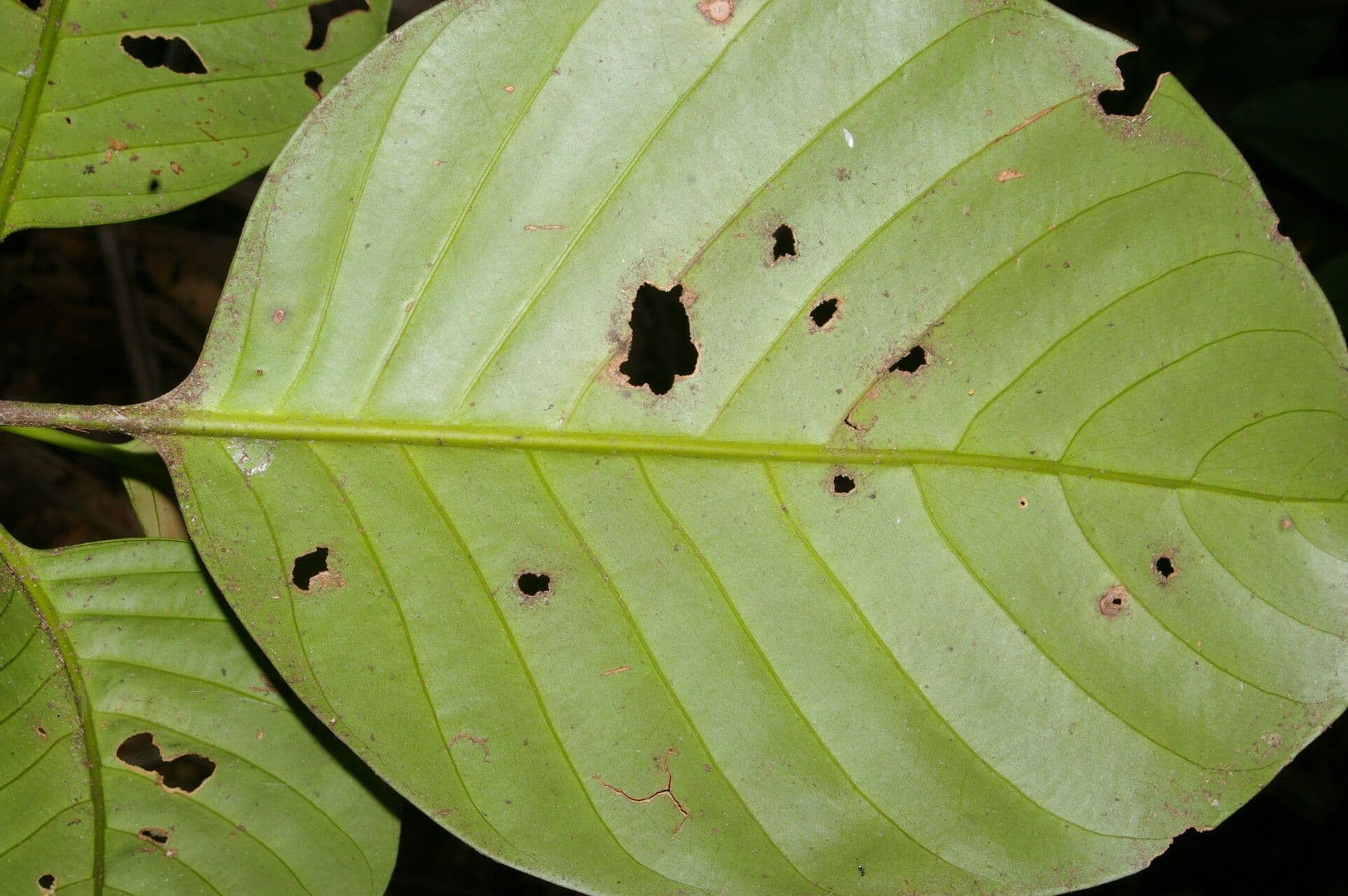 Dystovomita 2