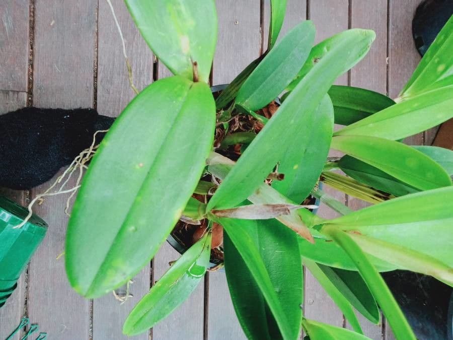 Cattleya intermedia 10