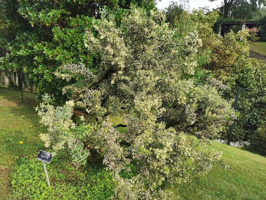 Colletia 7