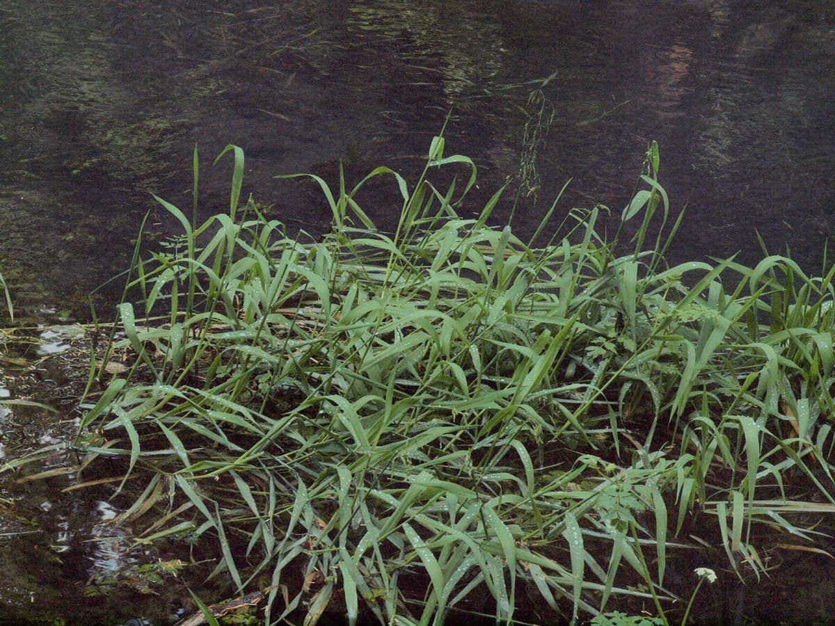 Fahl-Mannagras 6