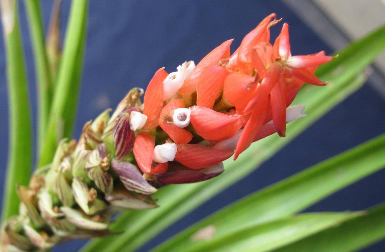 Guzmania monostachia 4
