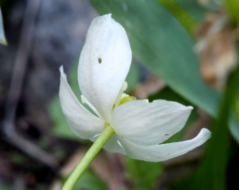 Ranuncolo 4