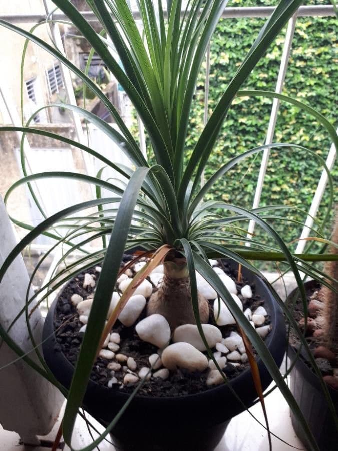 Cordyline 20