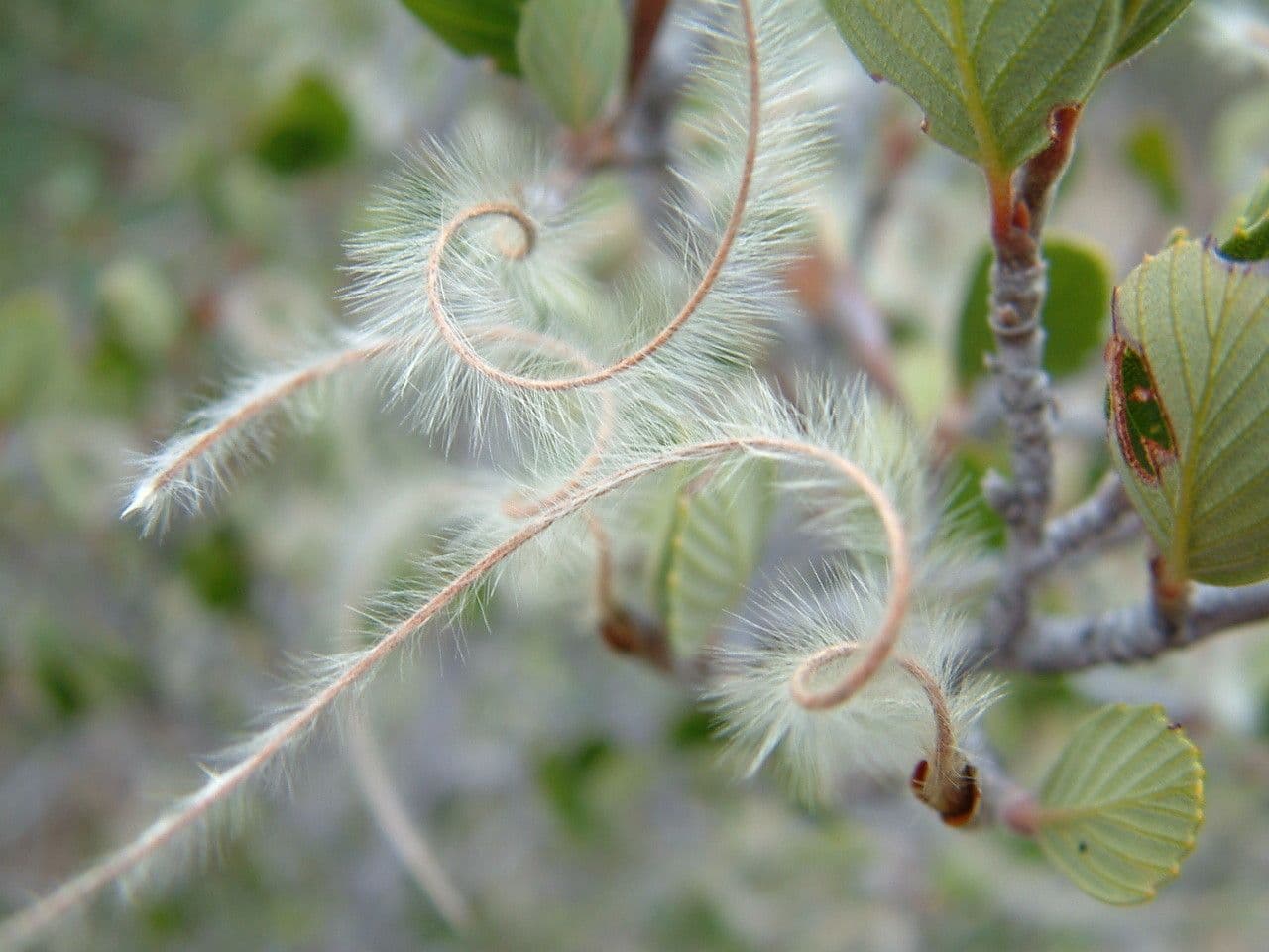 Cercocarpus montanus 5