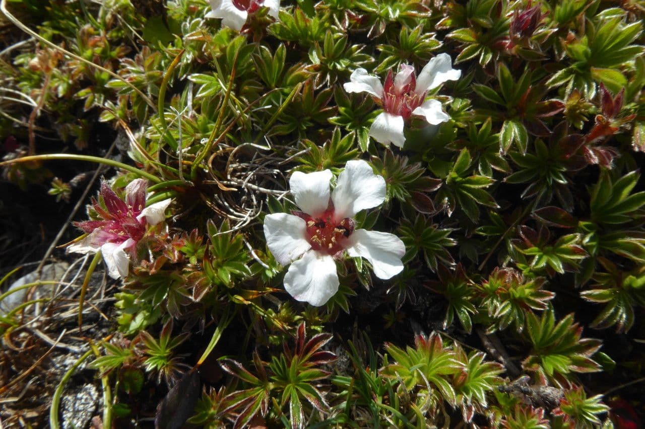 Potentilla lucida 6