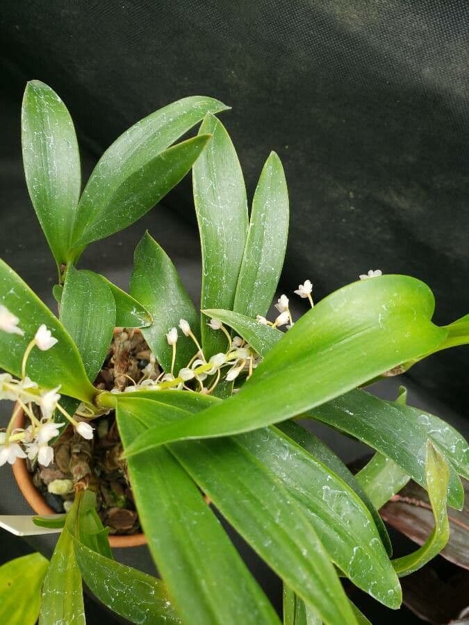 Dendrobium 11