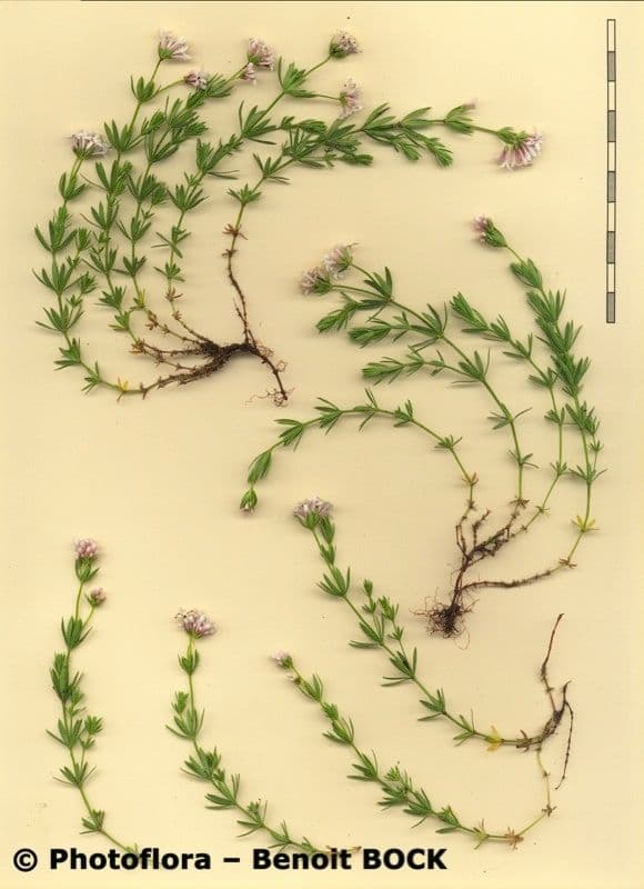 Asperula peluta 21