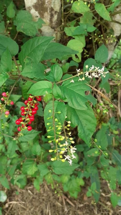 Rivina 5