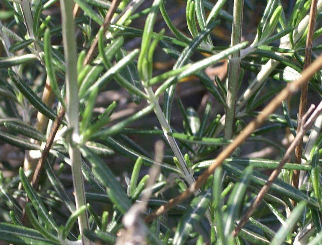 Teucrium 10