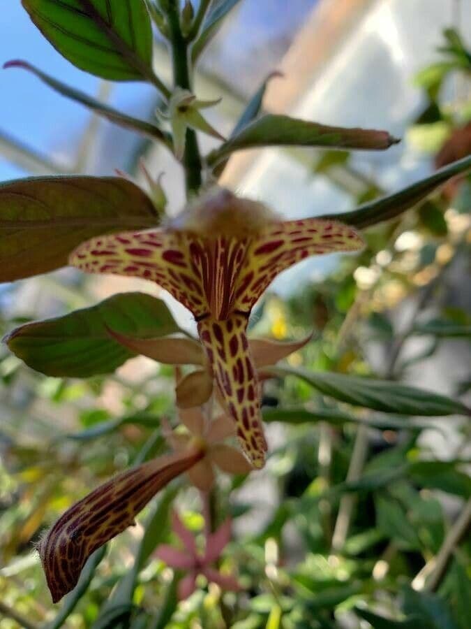 Columnea