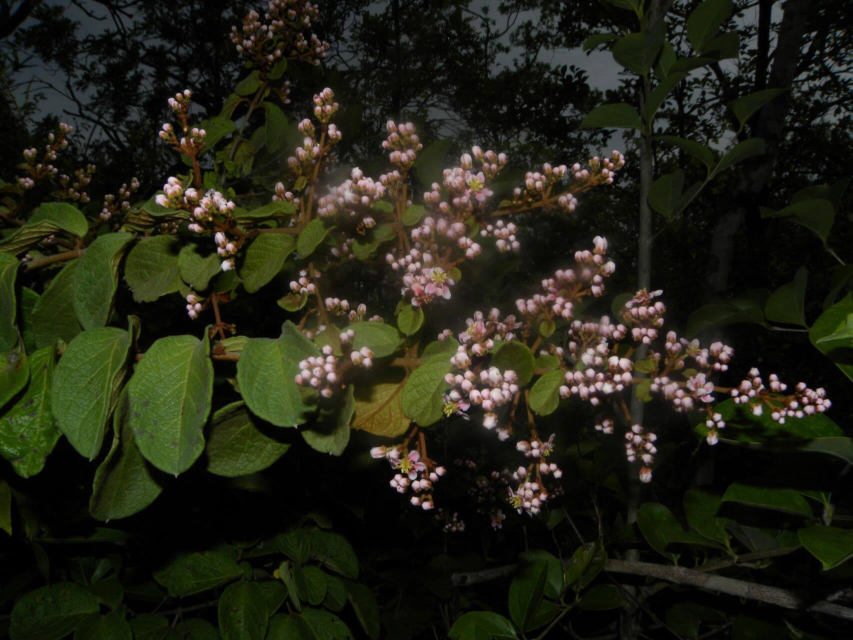 Heteropterys 12