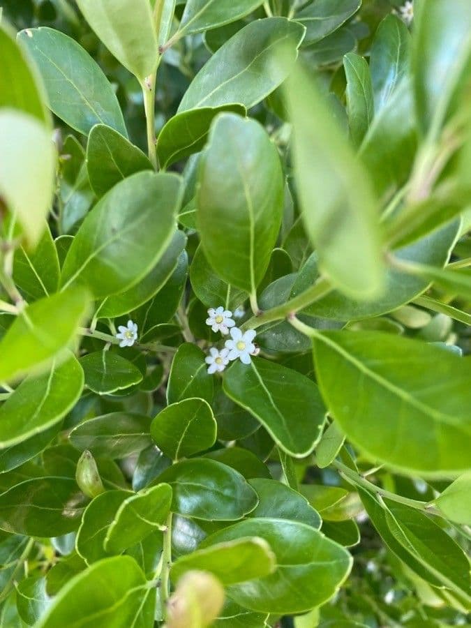 Ilex glabra 9