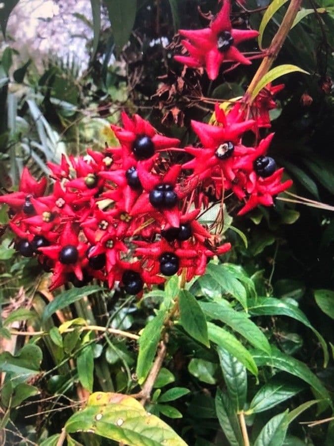 Clerodendrum indicum 2