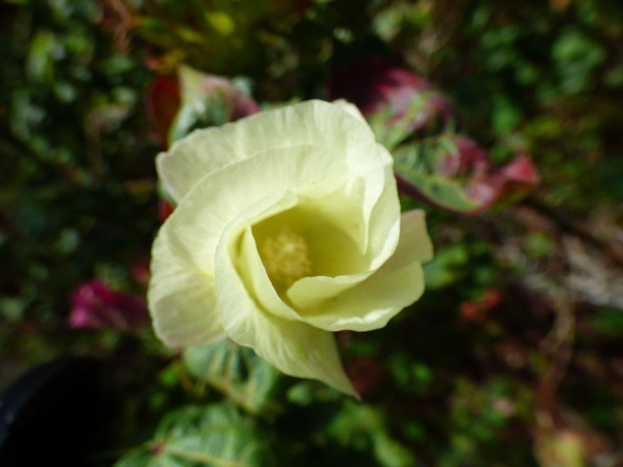 Cotone arabo 9