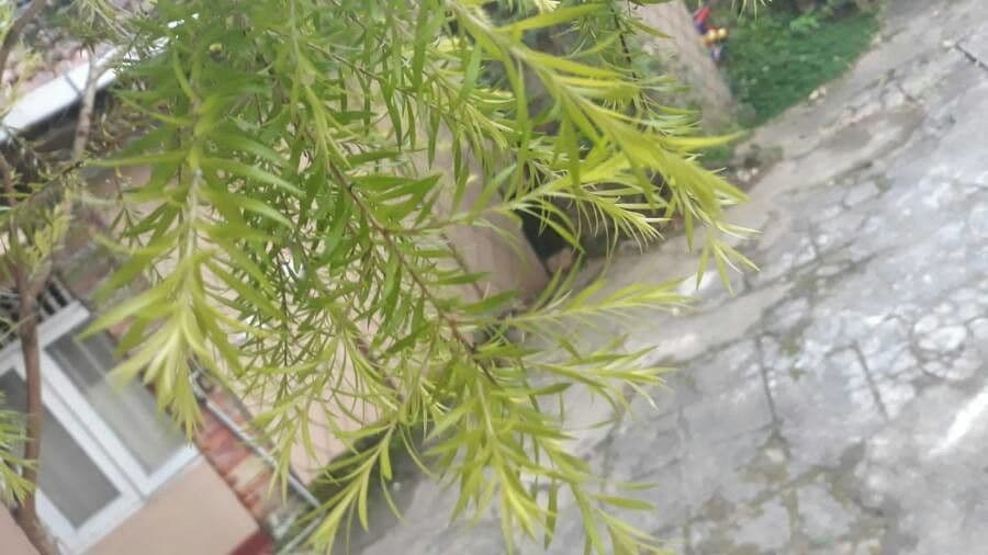 Schwarzer Teebaum 5