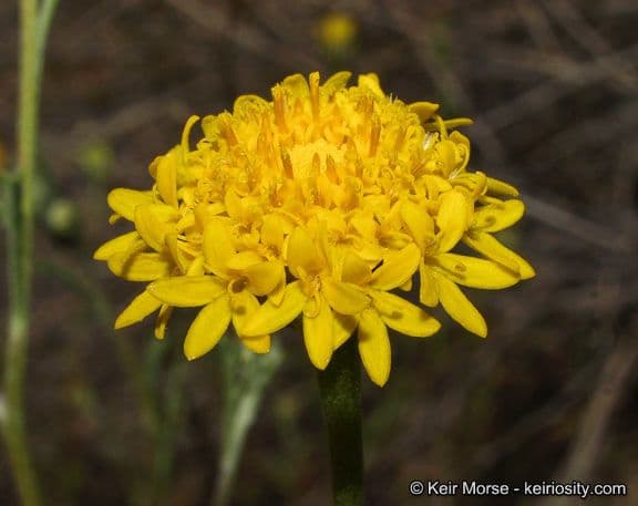 Chaenactis glabriuscula 5