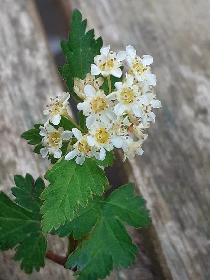 Neillia incisa 5