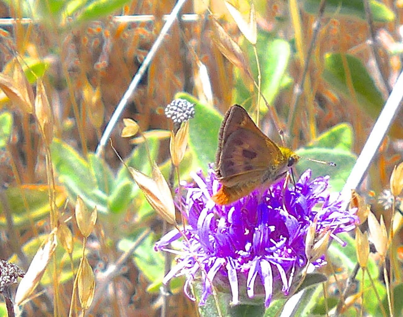 Monardella villosa 4