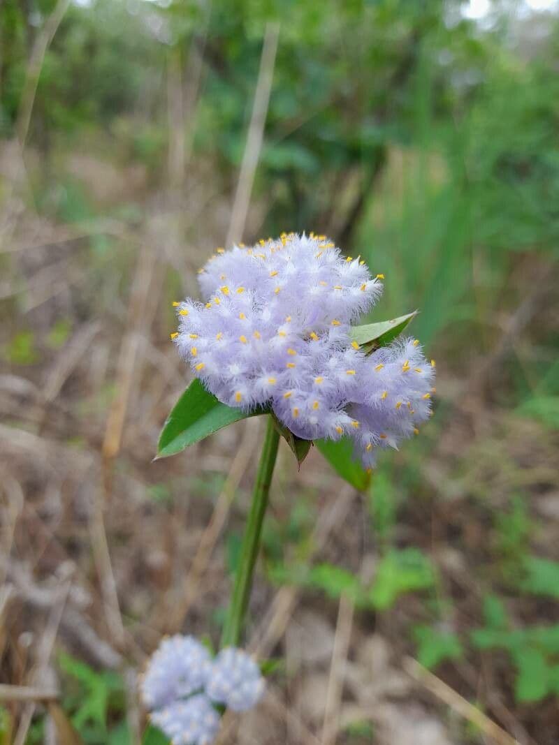 Cyanotis