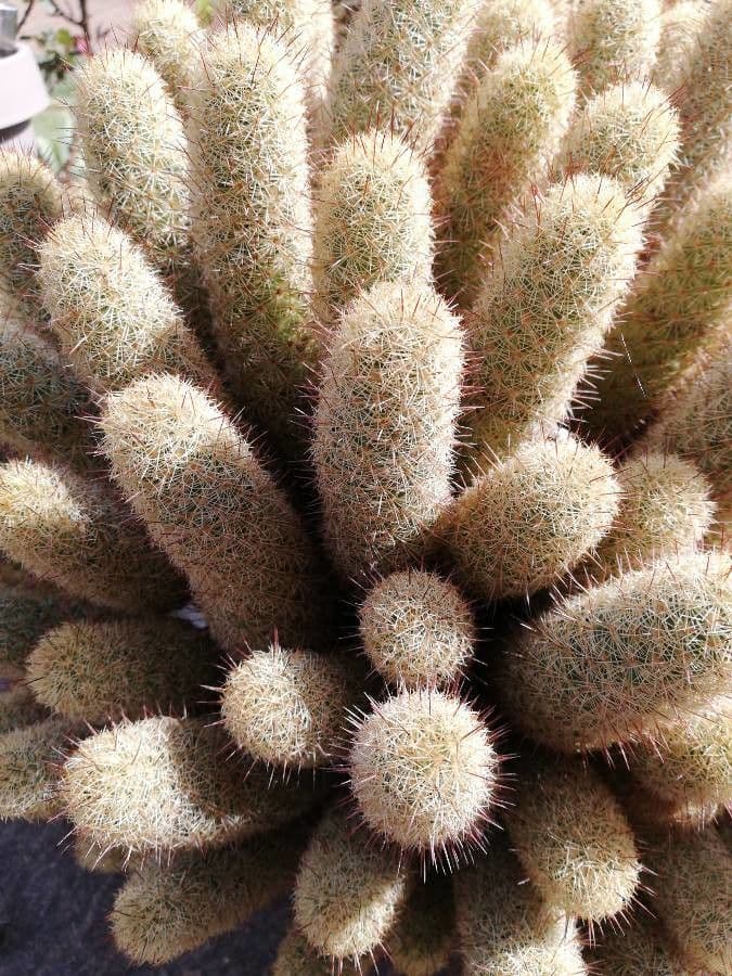 Cactus stella dorata