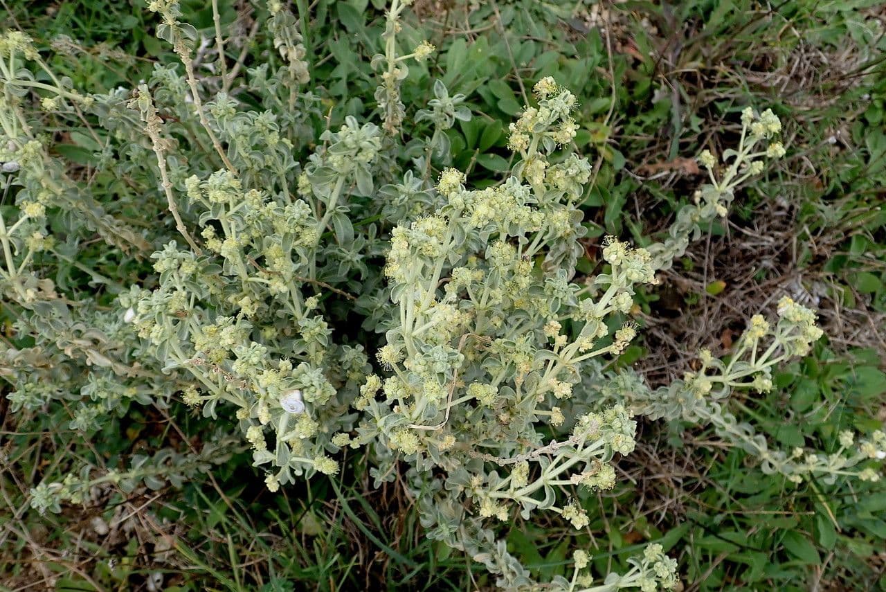 Pryšec chlupatý 25