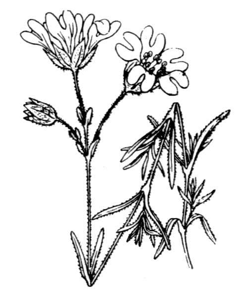Pachma 9
