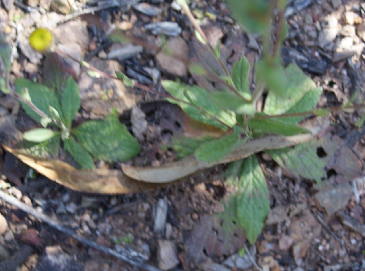 Pulicaria odora 16