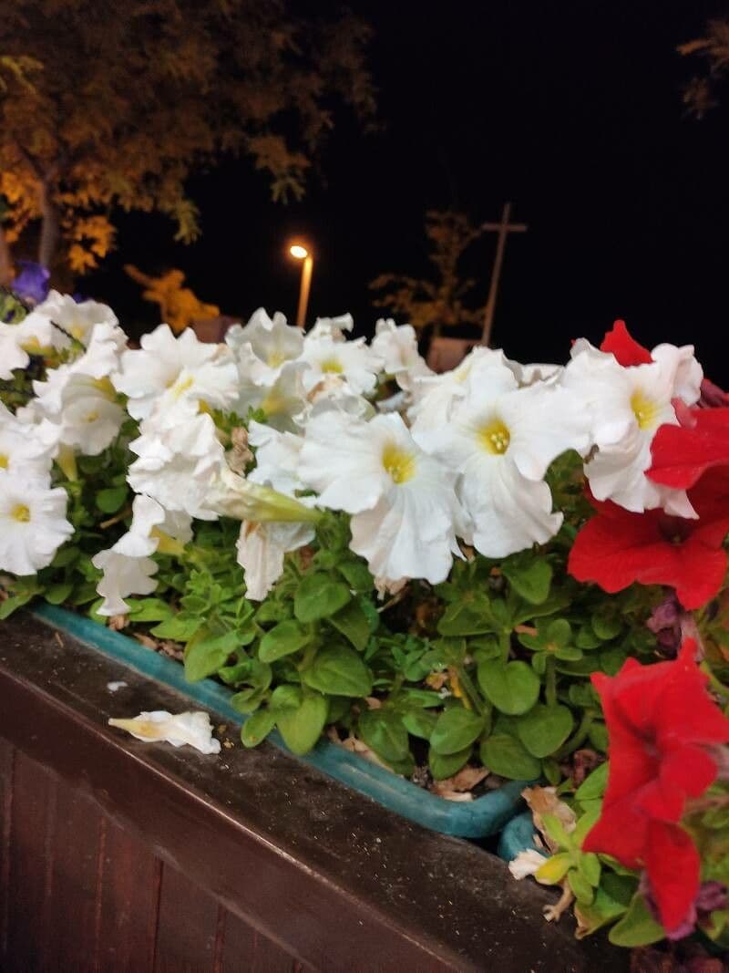 Petunia 22